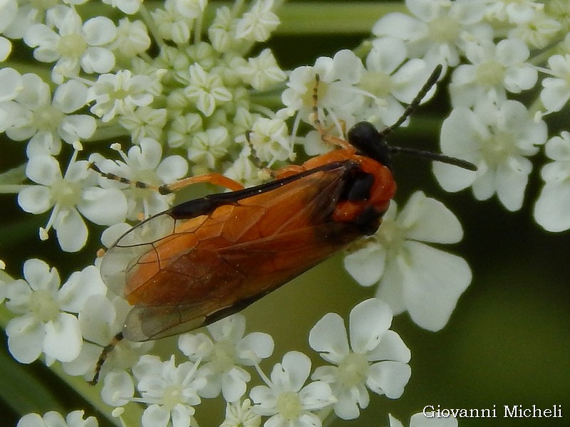 Argidae da ID? no, Tenthredinidae, Athalia sp.